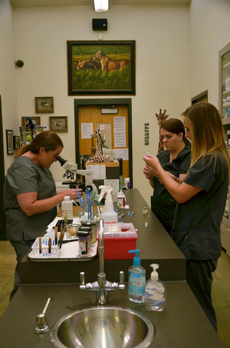 Our staff working on diagnosing patient ailments