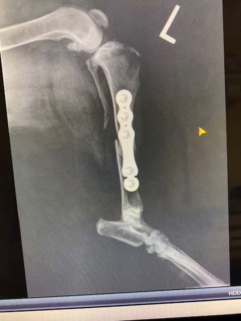 An x-ray of one of our patients
