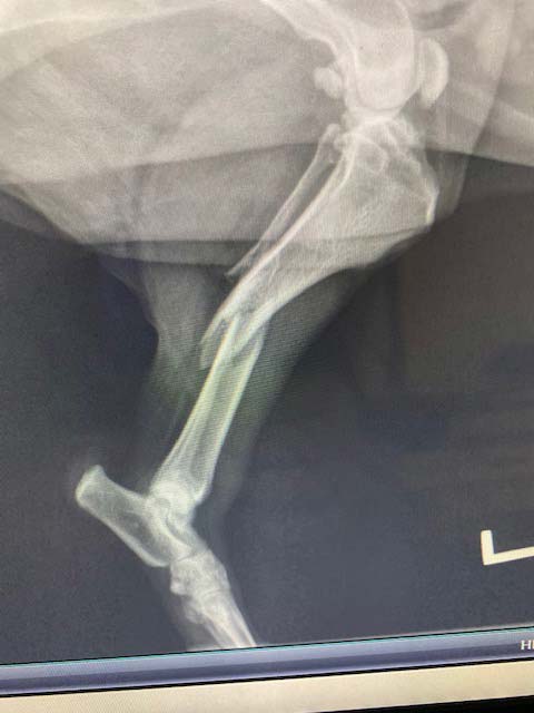 An x-ray of one of our patients
