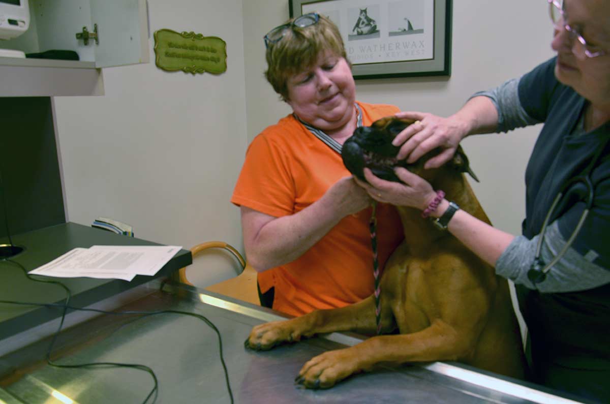 A happy dog being given a wellness exam